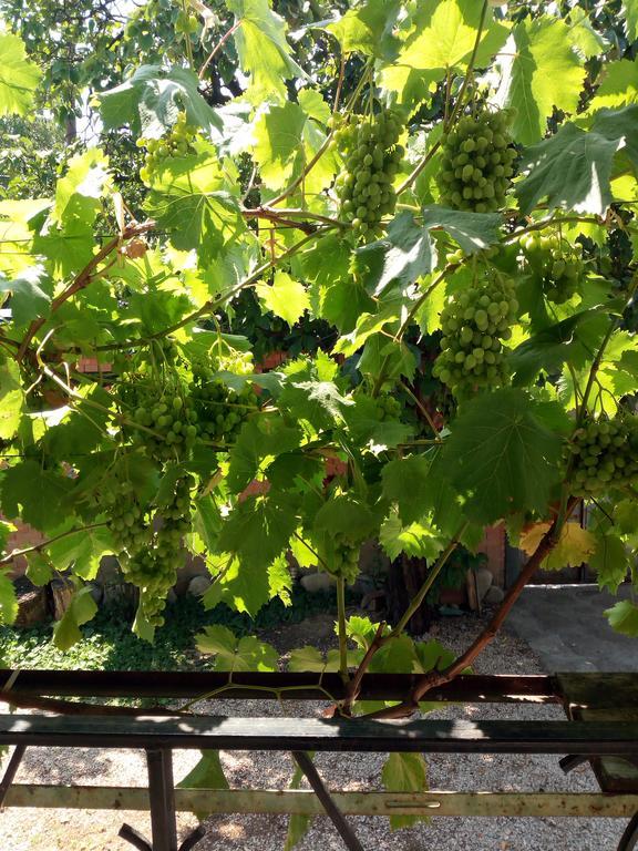 Green House Kachret'i Luaran gambar
