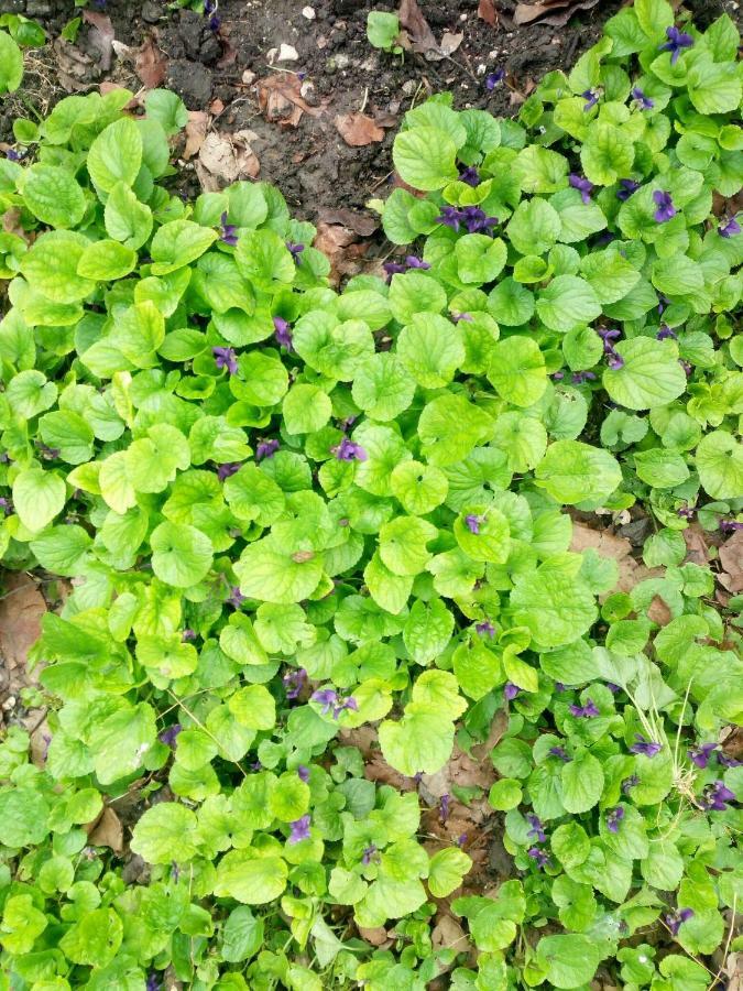 Green House Kachret'i Luaran gambar
